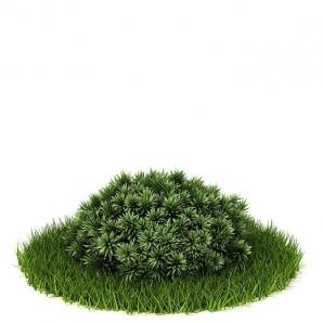 江南柏灌木绿植