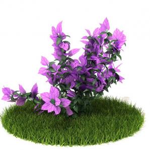 紫色叶子花灌木花卉