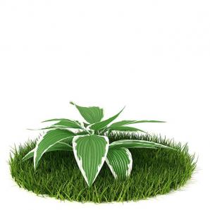 金边玉簪花草绿植