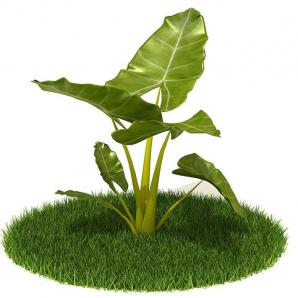 海芋属卵形叶子的滴水观音