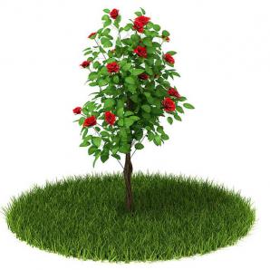 多株扭曲生长的月季花灌木花卉