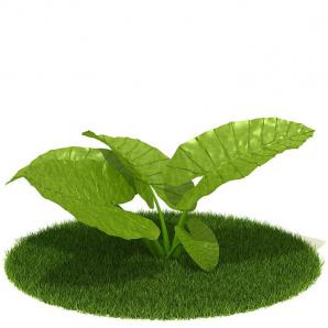 像海芋的大叶落地植物