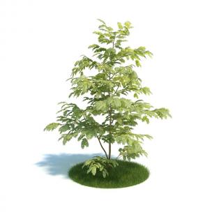 室外南洋楹灌木绿植