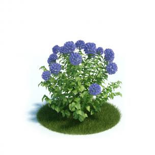 蓝紫色、形似绣球的灌木花卉