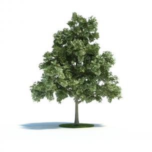 黄山栾树道旁树木 乔木