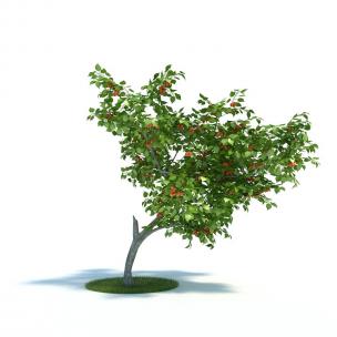 形似柿子树的果树树木