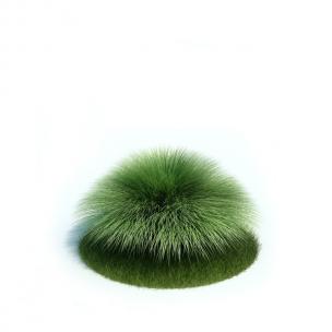 绿色蓝羊茅灌木花草植物