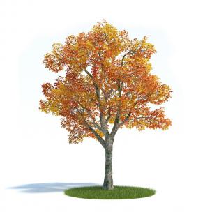 枫香树景观树木 乔木