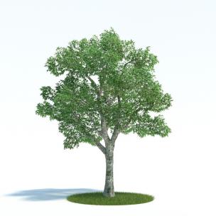 形似水曲柳的大树、道旁树木 乔木