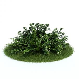 雀舌黄杨灌木绿植