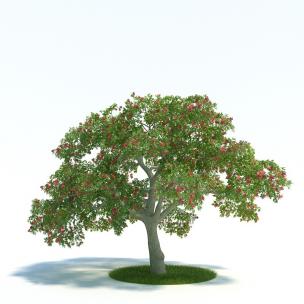 像榄仁树的花卉树木 乔木