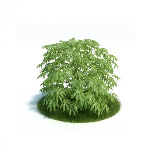 低矮七叶树灌木绿植