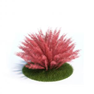 形似蒲苇的粉红色植物 灌木