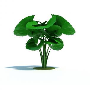 圆叶刺轴榈花草植物 绿植