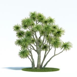 多株短叶丝兰木树、景观树木 乔木