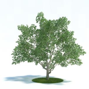 形似樟树的景观树木 乔木