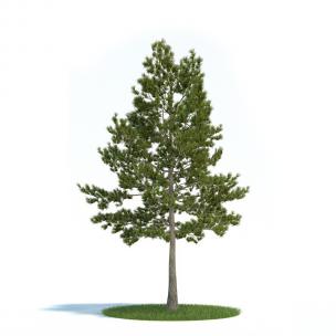 笔直的松树、景观树木 乔木