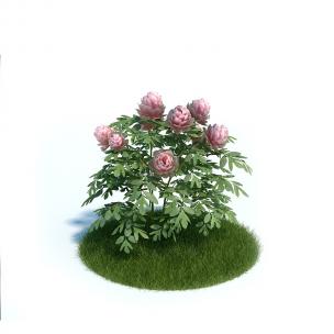 粉红色牡丹花卉植物