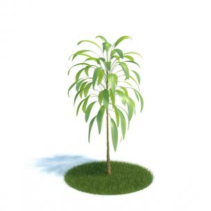 单株倒披针叶灌木绿植