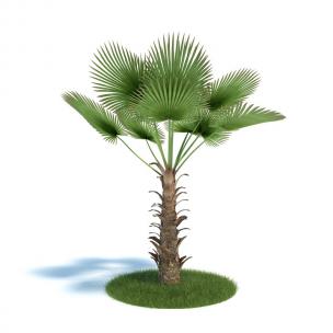 丝葵景观植物 灌木绿植