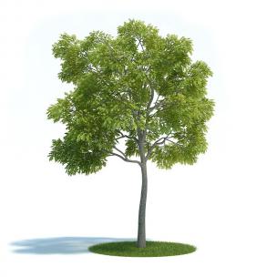 形似洋槐树的景观树木 乔木