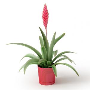 紫花凤梨盆栽植物