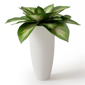 在大圆柱花盆中的花叶万年青