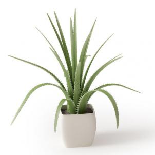 圆角方形花盆、芦荟盆栽植物