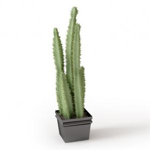 火殃勒盆栽植物