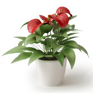 红色花的花烛盆栽花卉