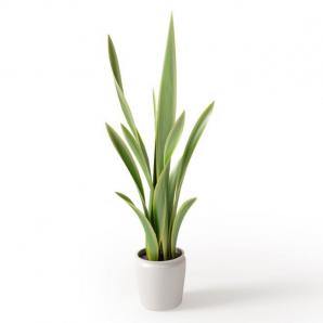 形似虎尾兰的盆栽植物