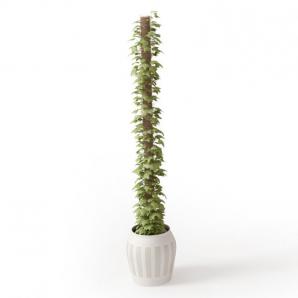 形似爬山虎的盆栽植物