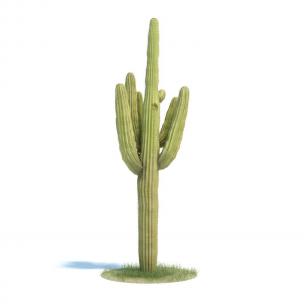 单株仙人掌花草植物