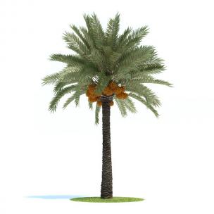 海枣树 果树树木