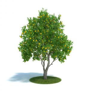 柑橘树、水果树木 乔木