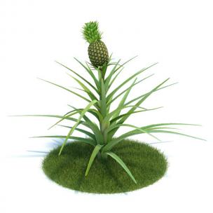 凤梨树 水果植物