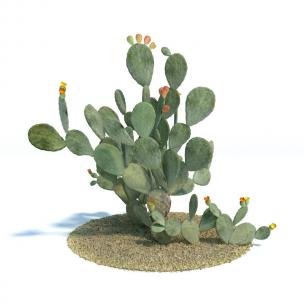 雨树胭脂掌花草植物