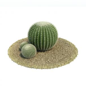 三颗金琥 花草植物