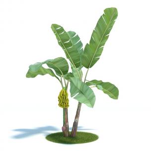 香蕉树 水果树植物