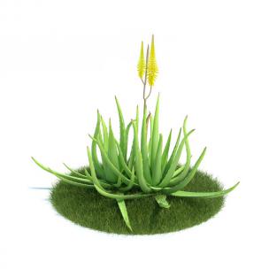 两棵嫩绿的芦荟 花草植物