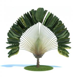 旅人蕉灌木绿植