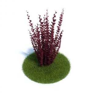 紫红色叶子、几分相似锦秀苋的灌木植物