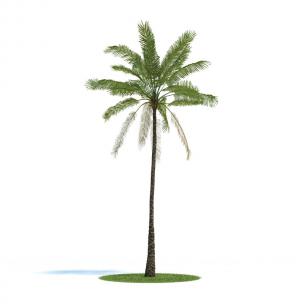 形似铁树的景观树木