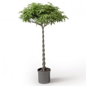 干如绳索的瓜栗树盆栽植物