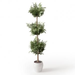 平安树盆栽植物