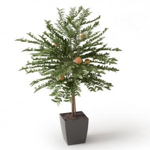 结有苹果的苹果树 盆栽果树