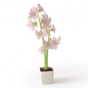 白肋朱顶红盆栽花卉