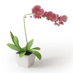 红色花、蝴蝶兰盆栽花卉