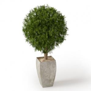 红豆杉盆栽植物