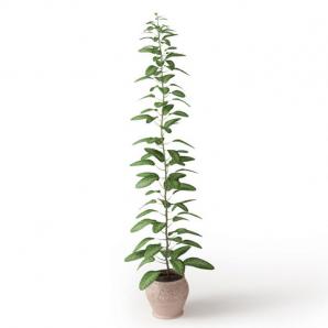 直立、尖圆花叶盆栽植物